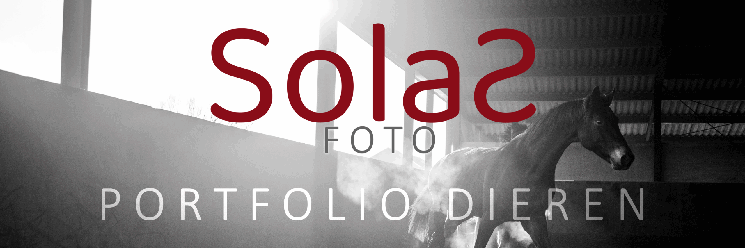 solasfoto-header-portfolio-dieren